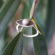 Silver ring 3001295